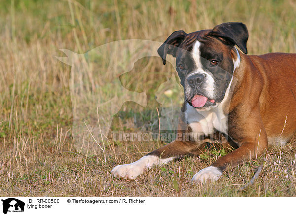 liegender Deutscher Boxer / lying boxer / RR-00500