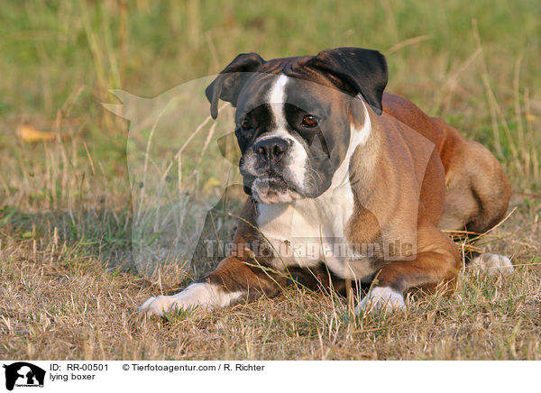 liegender Deutscher Boxer / lying boxer / RR-00501