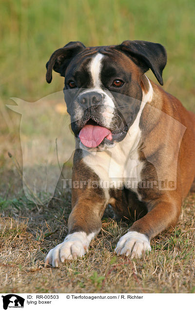 liegender Deutscher Boxer / lying boxer / RR-00503