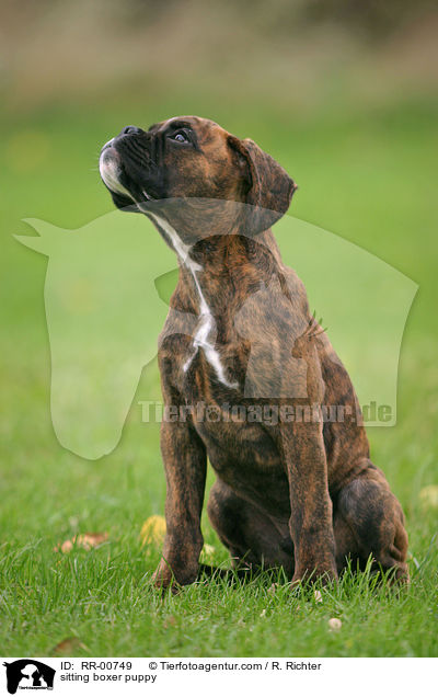sitzender Deutscher Boxer Welpe / sitting boxer puppy / RR-00749