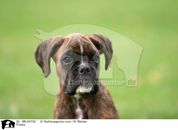 Deutscher Boxer Welpe / Puppy / RR-00750