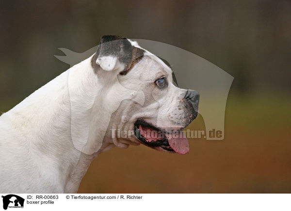 Deutscher Boxer im Profil / boxer profile / RR-00663
