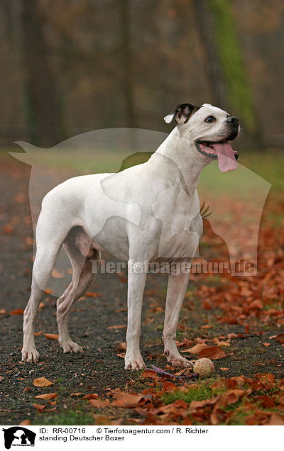 stehender / standing Deutscher Boxer / RR-00716