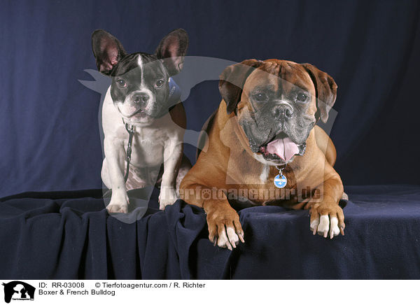 Boxer & Franzsische Bulldogge / Boxer & French Bulldog / RR-03008