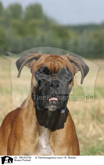 Deutscher Boxer Portrait / Boxer Portrait / RR-05754