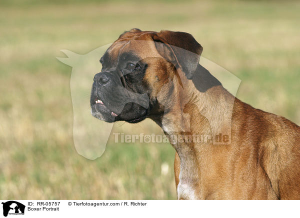 Deutscher Boxer Portrait / Boxer Portrait / RR-05757