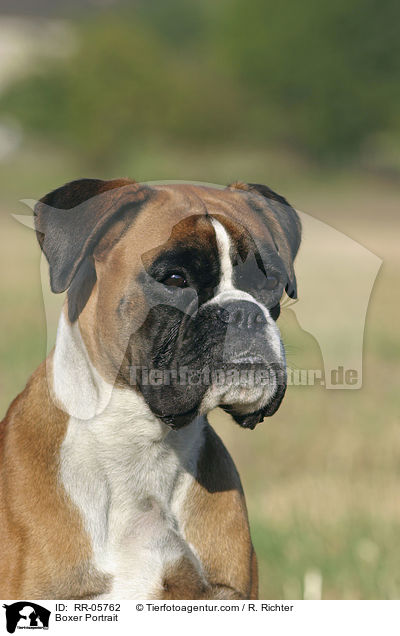 Deutscher Boxer Portrait / Boxer Portrait / RR-05762