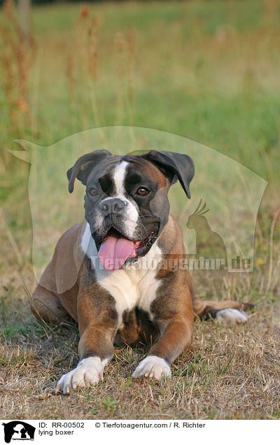 liegender Deutscher Boxer / lying boxer / RR-00502