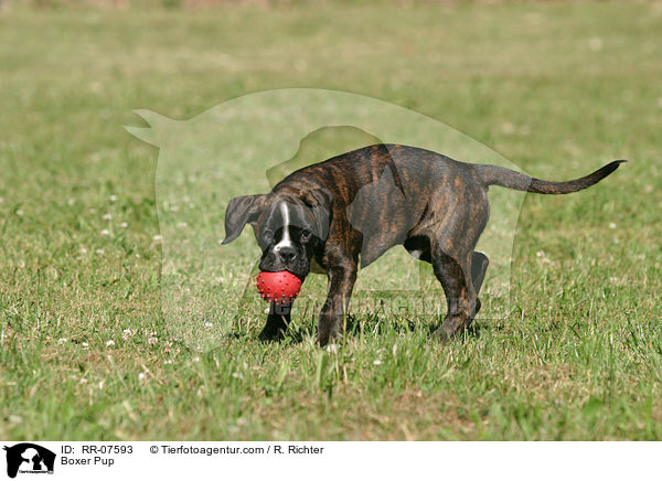 Boxer Welpe / Boxer Pup / RR-07593