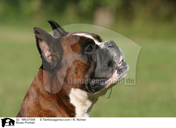Boxer Portrait / Boxer Portrait / RR-07594