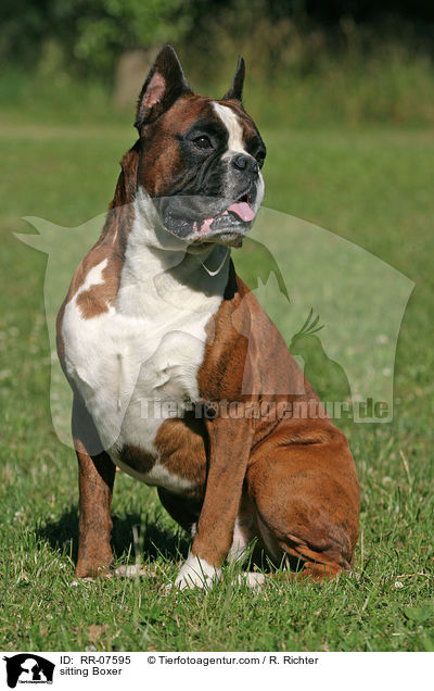 im Gras sitzender Boxer / sitting Boxer / RR-07595