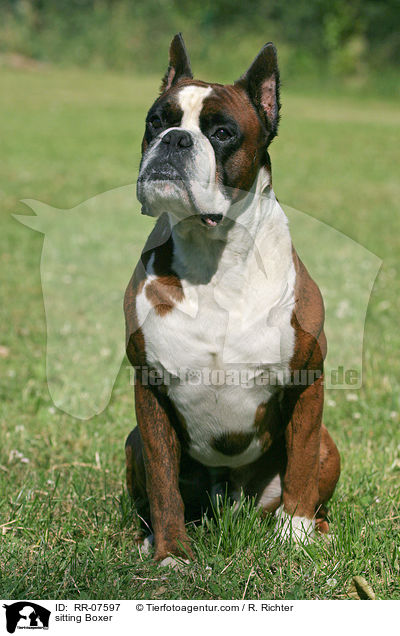 im Gras sitzender Boxer / sitting Boxer / RR-07597