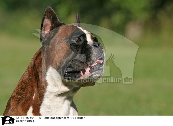 Boxer Portrait / Boxer Portrait / RR-07601