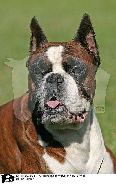 Boxer Portrait / Boxer Portrait / RR-07604