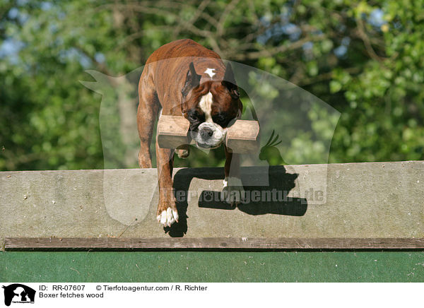 Boxer apportiert Holzknochen ber Schrgwand / Boxer fetches wood / RR-07607