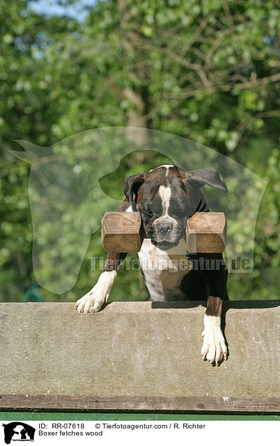 Boxer apportiert Holzknochen ber Schrgwand / Boxer fetches wood / RR-07618