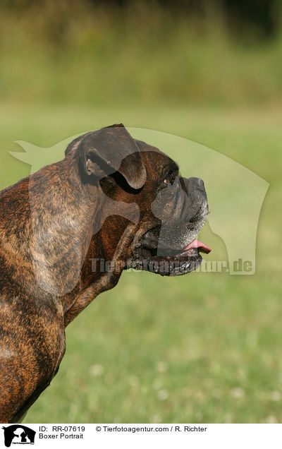 Boxer Portrait / Boxer Portrait / RR-07619