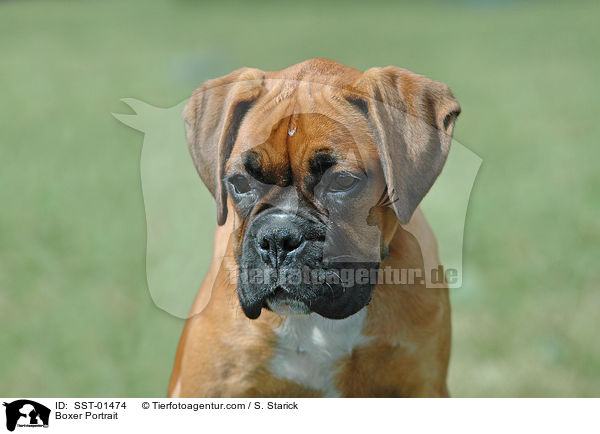 Boxer Portrait / Boxer Portrait / SST-01474