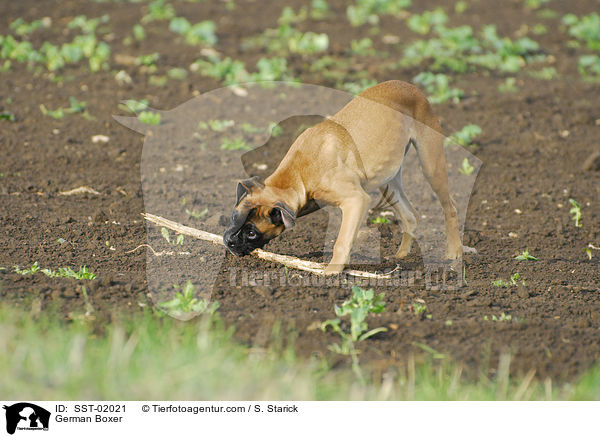 Deutscher Boxer / German Boxer / SST-02021