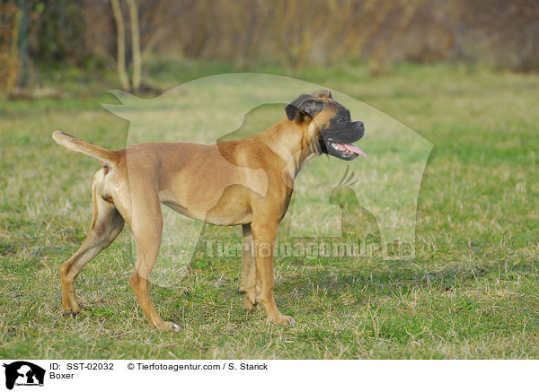Deutscher Boxer / Boxer / SST-02032