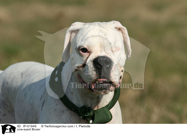 einugiger Boxer / one-eyed Boxer / IP-01949