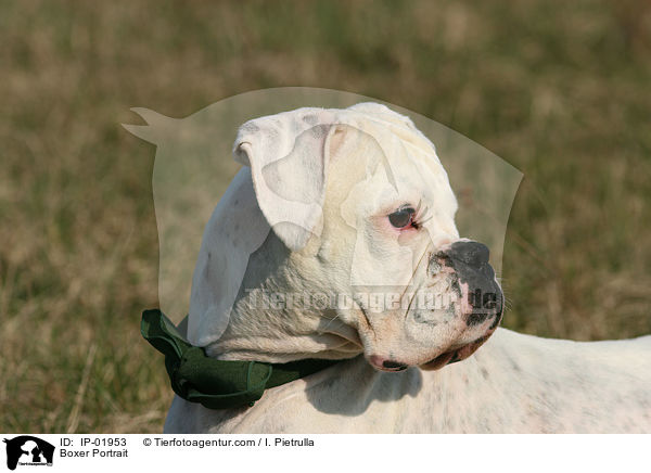 Boxer Portrait / Boxer Portrait / IP-01953