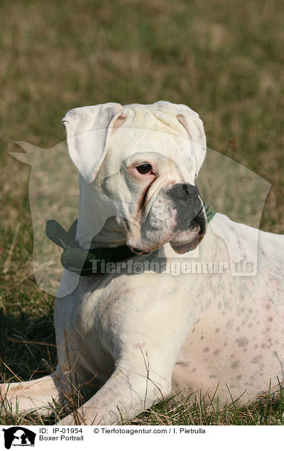 Boxer Portrait / Boxer Portrait / IP-01954