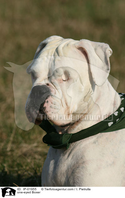 ein�ugiger Boxer / one-eyed Boxer / IP-01955