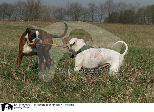 spielender Boxer / playing Boxer / IP-01970