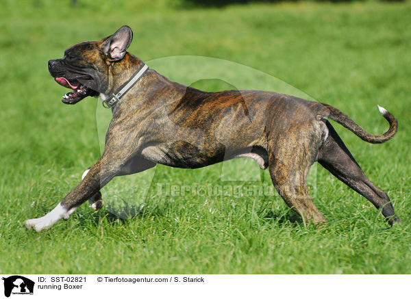 rennender boxer / running Boxer / SST-02821