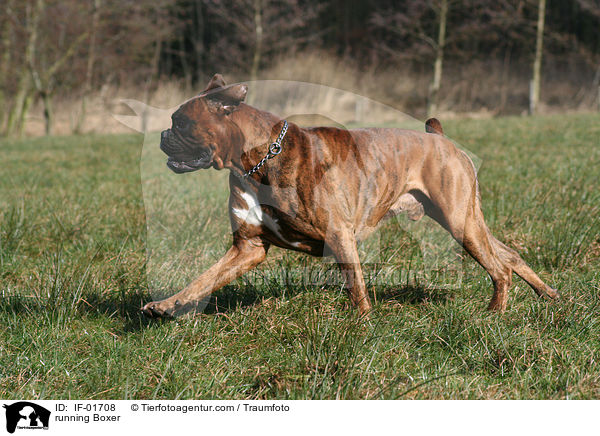 rennender Boxer / running Boxer / IF-01708