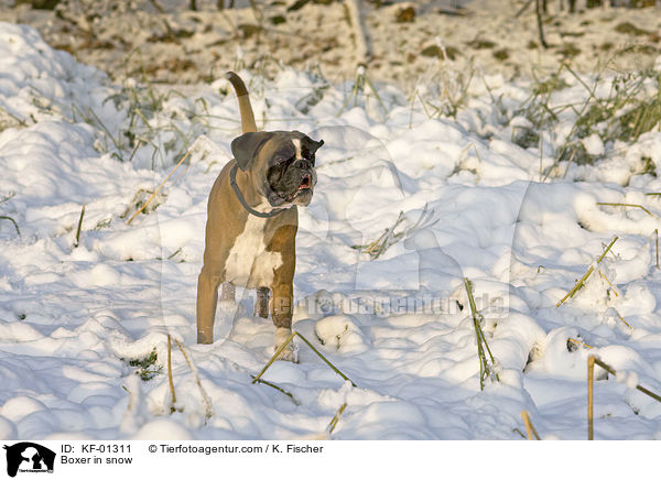 Deutscher Boxer tobt im Schnee / Boxer in snow / KF-01311