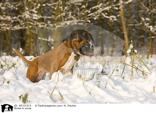 Deutscher Boxer tobt im Schnee / Boxer in snow / KF-01313