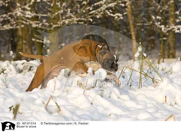 Deutscher Boxer tobt im Schnee / Boxer in snow / KF-01314