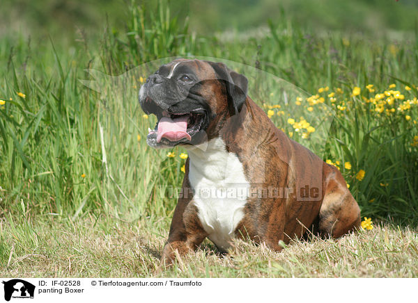 hechelnder Boxer / panting Boxer / IF-02528