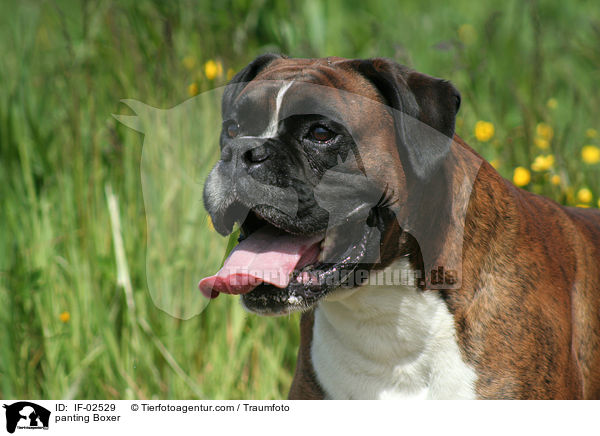 hechelnder Boxer / panting Boxer / IF-02529