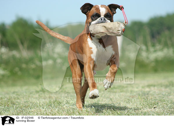rennender Boxer / running Boxer / IF-02546