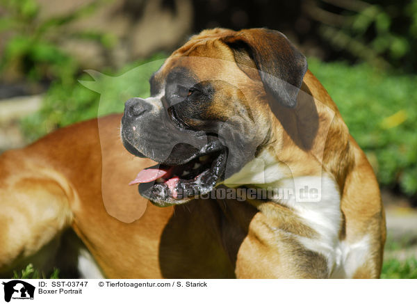 Boxer Portrait / Boxer Portrait / SST-03747