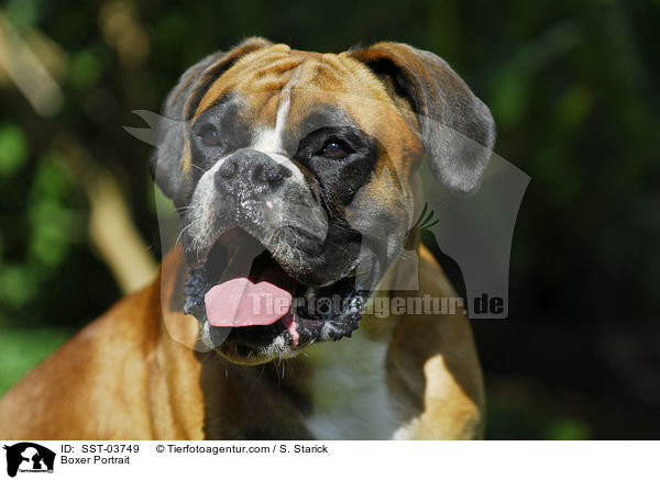 Boxer Portrait / Boxer Portrait / SST-03749