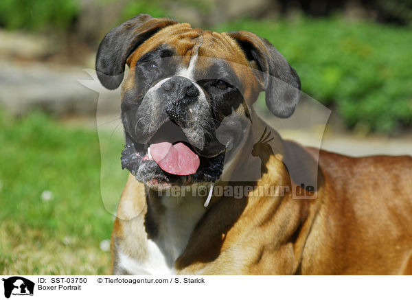 Boxer Portrait / Boxer Portrait / SST-03750