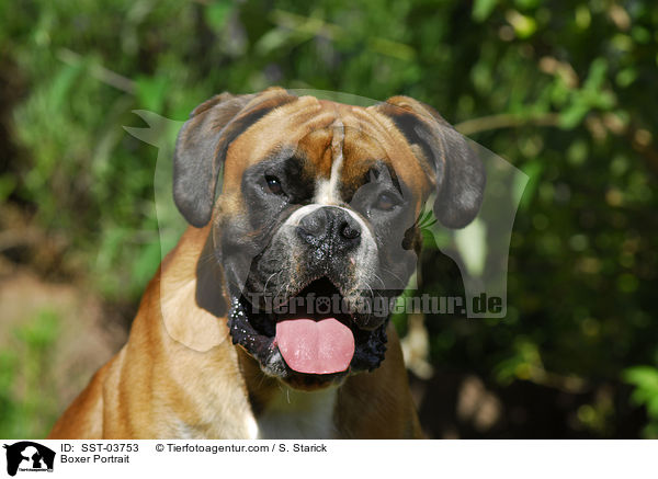 Boxer Portrait / Boxer Portrait / SST-03753