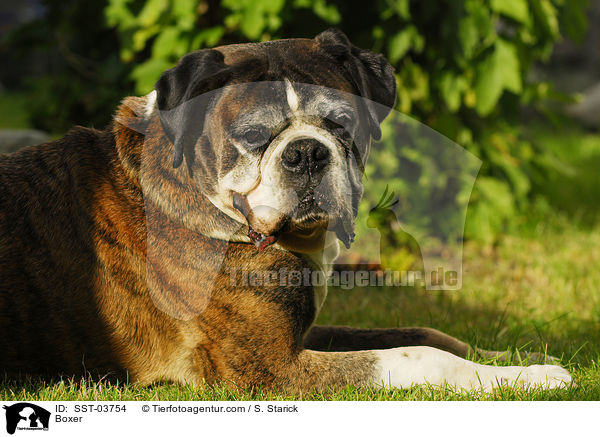 Deutscher Boxer / Boxer / SST-03754