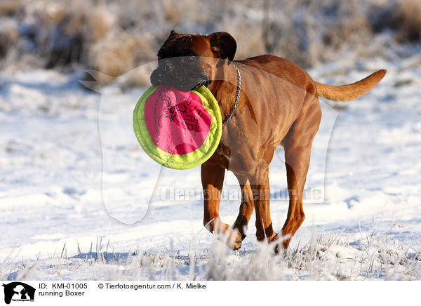 rennender Deutscher Boxer / running Boxer / KMI-01005