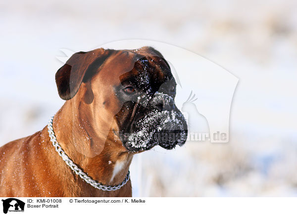 Boxer Portrait / Boxer Portrait / KMI-01008