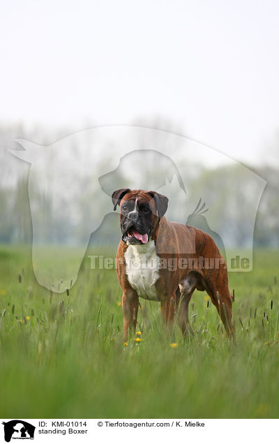 stehender Deutscher Boxer / standing Boxer / KMI-01014