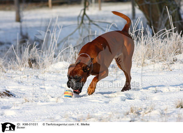 Deutscher Boxer / Boxer / KMI-01031