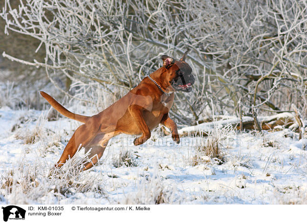 rennender Deutscher Boxer / running Boxer / KMI-01035