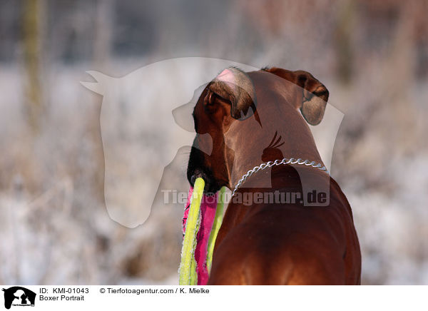 Boxer Portrait / Boxer Portrait / KMI-01043