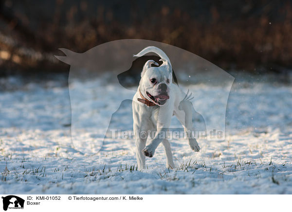 Deutscher Boxer / Boxer / KMI-01052