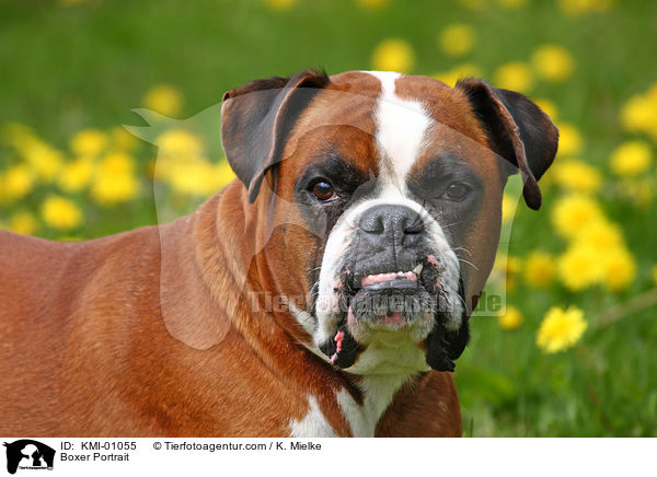Boxer Portrait / Boxer Portrait / KMI-01055
